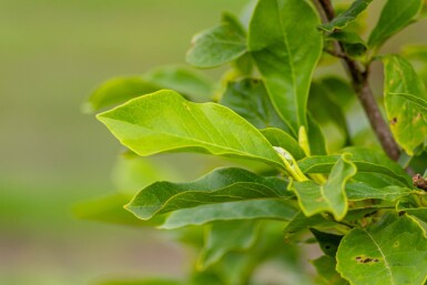 Magnolia x soulangeana cépée 300-350