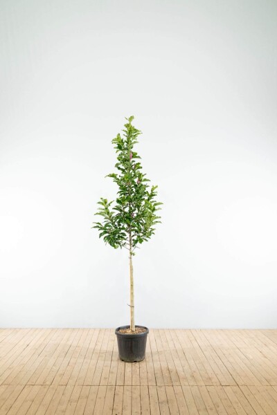 Magnolia 'Susan' haute-tige 8/10