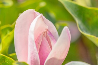 Magnolia 'Susan' haute-tige 8/10