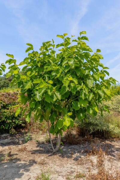 Magnolia 'Susan' cépée 250-300