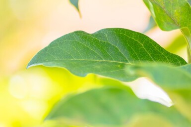 Magnolia 'Susan' cépée 250-300