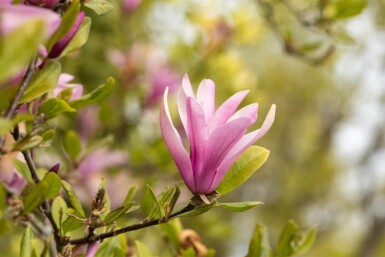 Magnolia 'Susan' cépée 250-300