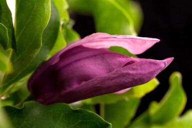 Magnolia 'Susan' cépée 250-300