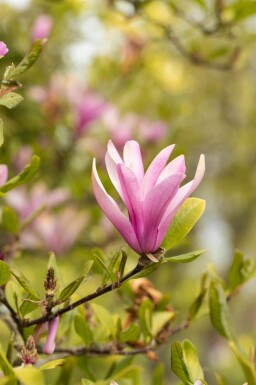 Magnolia 'Susan' cépée 250-300