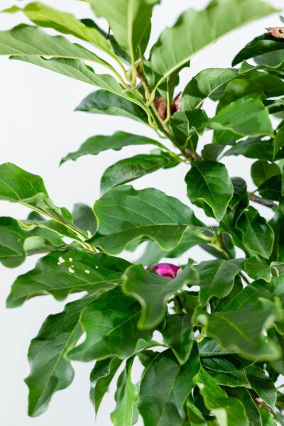 Magnolia 'Susan' demi-tige 120cm tronc
