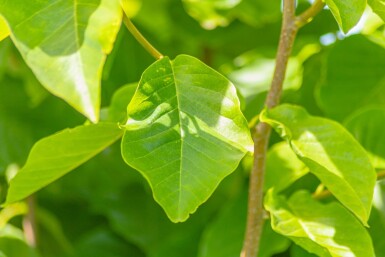 Magnolia 'Susan' demi-tige 120cm tronc