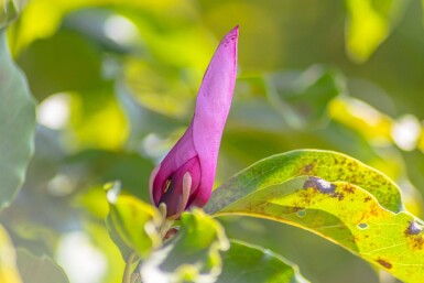 Magnolia 'Susan' demi-tige 120cm tronc