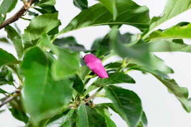 Magnolia 'Susan' demi-tige 120cm tronc