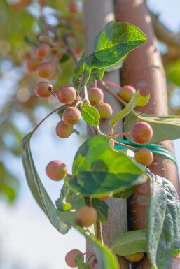 Malus baccata 'Street Parade' haute-tige 12/14
