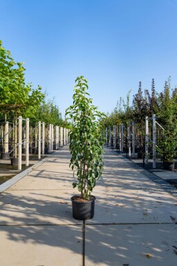 Malus baccata 'Street Parade' cépée 300-350