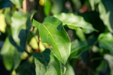 Malus baccata 'Street Parade' cépée 300-350