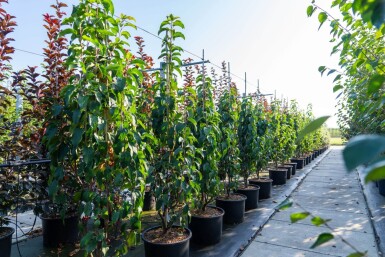 Malus baccata 'Street Parade' cépée 300-350