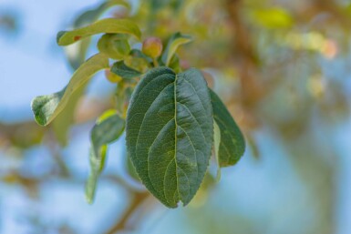 Malus baccata 'Street Parade' cépée 300-350