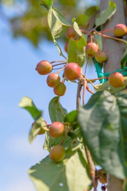 Malus baccata 'Street Parade' cépée 300-350