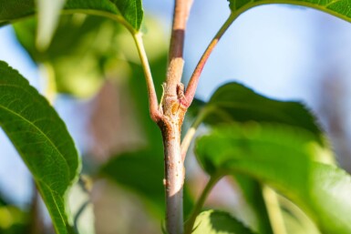 Malus baccata 'Street Parade' cépée 300-350