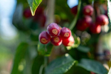 Malus baccata 'Street Parade' cépée 300-350
