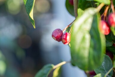 Malus baccata 'Street Parade' cépée 300-350