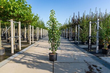 Malus baccata 'Street Parade' cépée 300-350