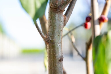Malus baccata 'Street Parade' cépée 300-350