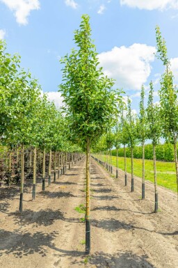 Malus domestica 'Elstar' haute-tige