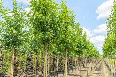 Malus domestica 'Elstar' haute-tige