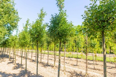 Malus domestica 'Golden Delicious' haute-tige