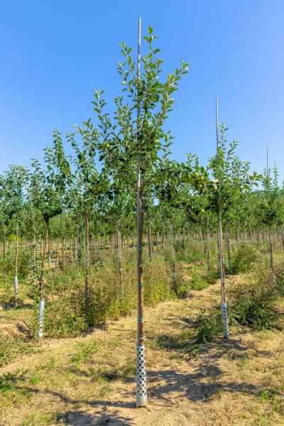 Malus domestica 'James Grieve' haute-tige 10/12