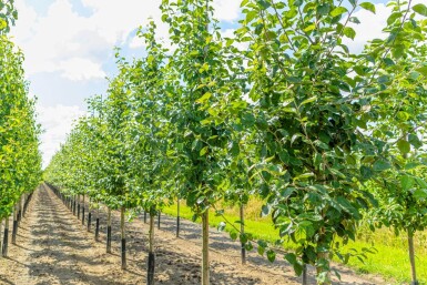Malus domestica 'Jonagold' haute-tige