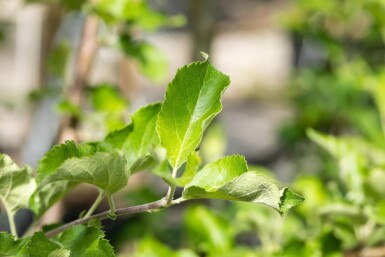 Malus domestica 'Jonagold' haute-tige 18/20