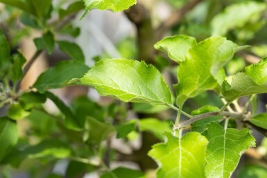 Malus domestica 'Jonagold' haute-tige 18/20