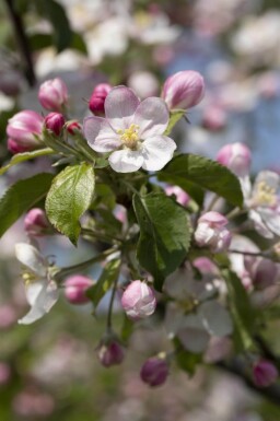 Malus domestica 'Jonagold' haute-tige 18/20
