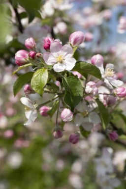Malus domestica 'Jonagold' haute-tige 18/20