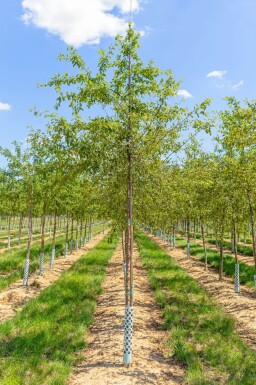 Malus floribunda haute-tige