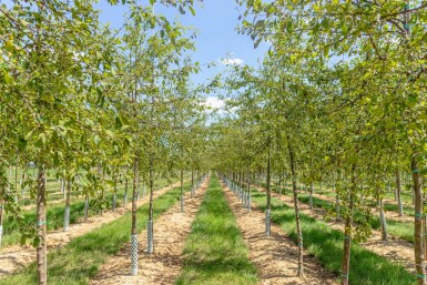 Malus floribunda haute-tige