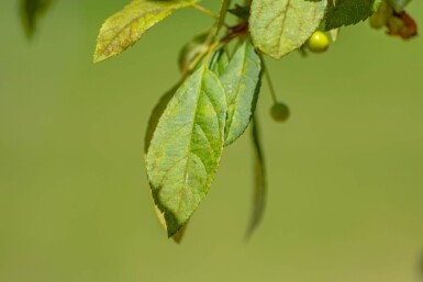 Malus floribunda haute-tige 16/18