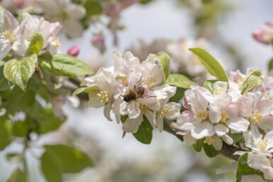 Malus floribunda haute-tige 16/18