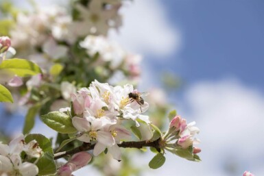 Malus floribunda haute-tige 16/18