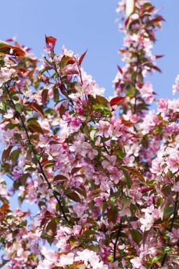 Malus floribunda haute-tige 16/18