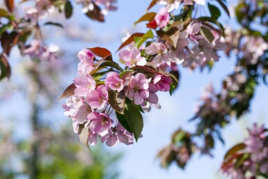 Malus floribunda haute-tige 16/18