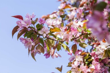 Malus floribunda haute-tige 16/18