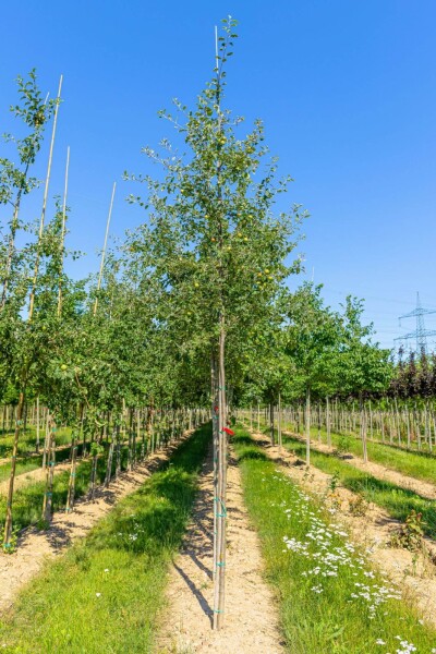 Malus sylvestris haute-tige 10/12