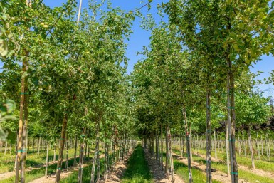 Malus sylvestris haute-tige