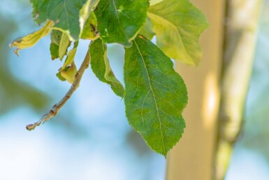 Malus sylvestris haute-tige 10/12