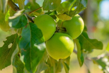 Malus sylvestris haute-tige 10/12