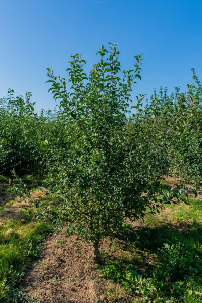Malus sylvestris cépée 200-250