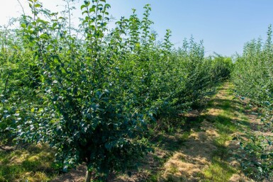 Malus sylvestris cépée 200-250