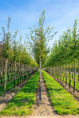 Malus toringo haute-tige