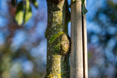 Malus toringo haute-tige