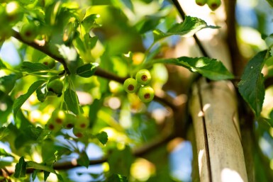 Malus toringo haute-tige