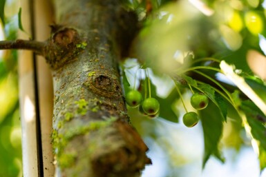 Malus toringo haute-tige